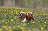 CAVALIER KING CHARLES 608